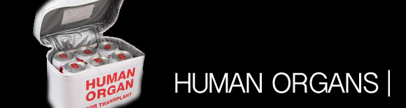 HUMAN-ORGANS